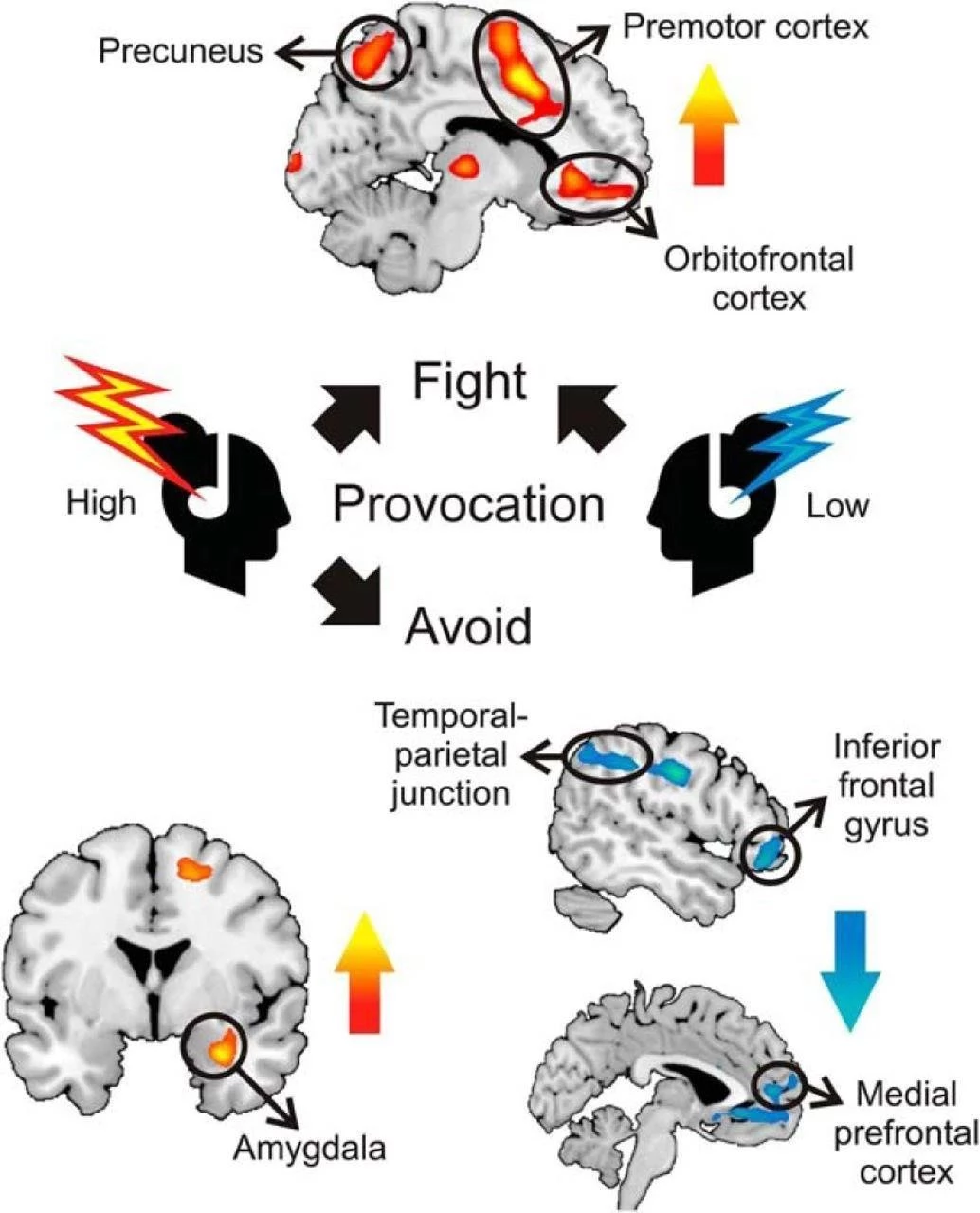 Understanding 'Bristled': Decoding the Meaning Behind a Person's Defensive Reaction